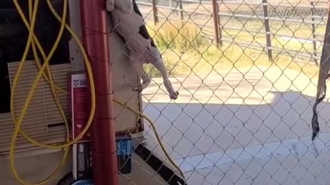 Puppy Finds Her Way Up Fence