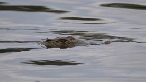 Close up from a crocodile in a lake at Moremi Game Reserve, Botswana