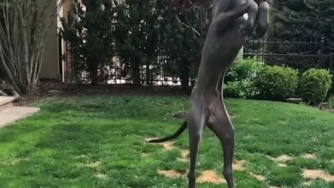 Great Dane ain't too Great at Landing