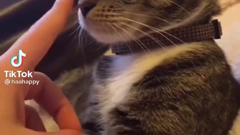 Cat Nose Taps