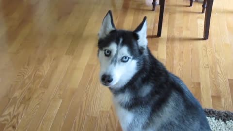 The Funniest and Cutest Husky Compilation of 2018