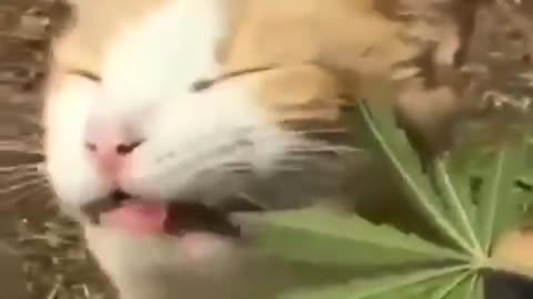 Funy cat ☺️☺️☺️