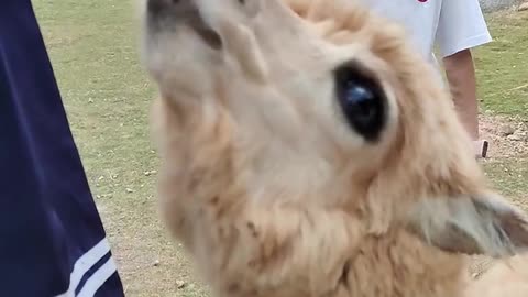 Alpaca