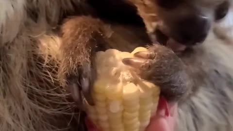 Baby Sloth eating!