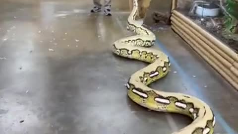 Could this be the biggest snake in the world