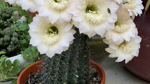 Blooming Cactus Time-Lapse