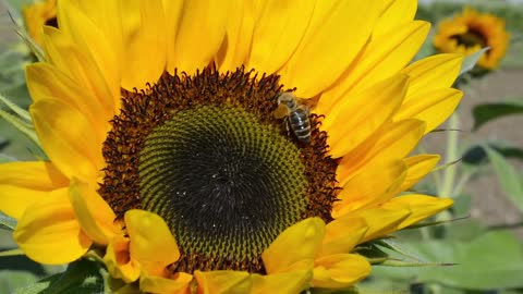 Honey bees are flying creepy crawlies firmly