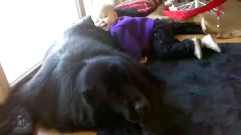 Giant dog shows incredible tolerance