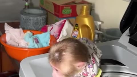 Monkey Does Laundry with Washing Machine - Incredible Skills!