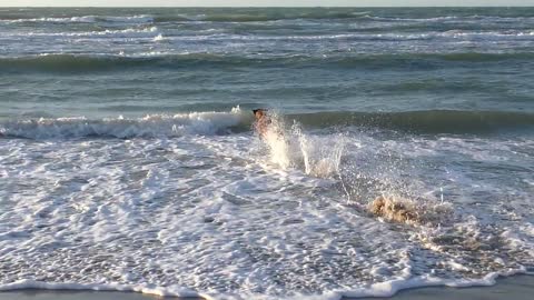 happy dog playing in water its amazing