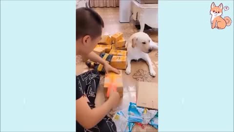 intelligent and adorable dogs