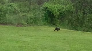 Turkey visitor