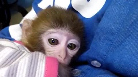 Cute Monkey Baby - Beautiful