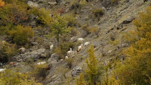 Sheep and goats graze on mountain meadows