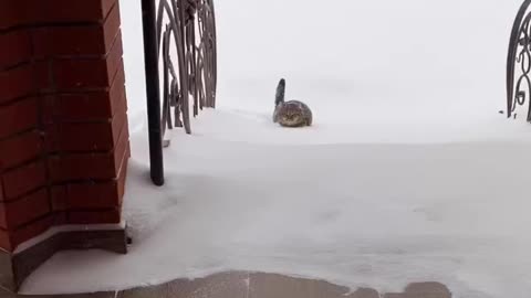 🤙🏻Cat walking during outside snow time