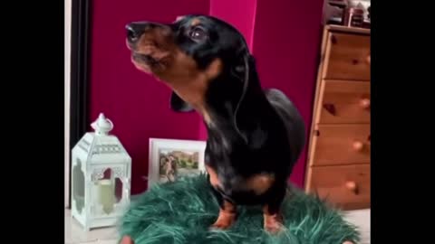 Funny Daschund. Funny Pets.