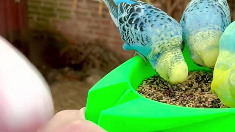 Pink Cockatoo, Budgies, Lovebirds