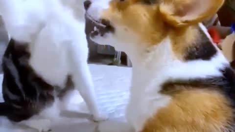 Cat vs cat fighting