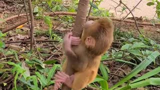 Baby monkey climbing tree