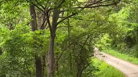 peacock walking in the mountain