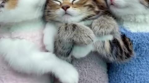 funny sleeping