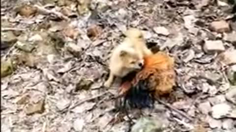 Dog and Chicken rivalry. So Funny