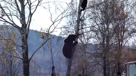 Bear Attacks caught on Camera