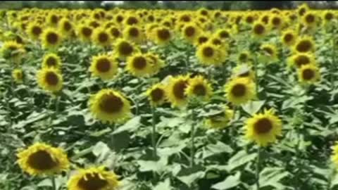 Many sunflowers give people a feeling of sunshine