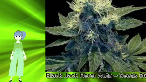 Black Jack Herer Auto – Seeds 66