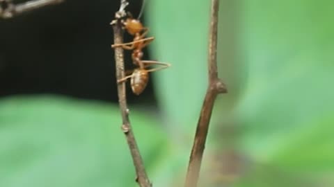 Ants are sociable insects