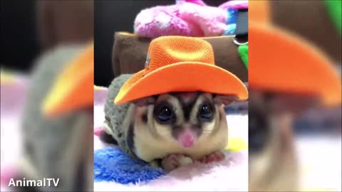 Sugar gliders