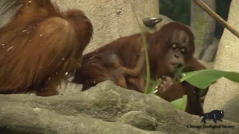 At Chicago's Brookfield Zoo, a two-week-old baby orangutan made her debut