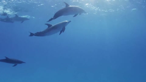 Dolphins, smart souls!