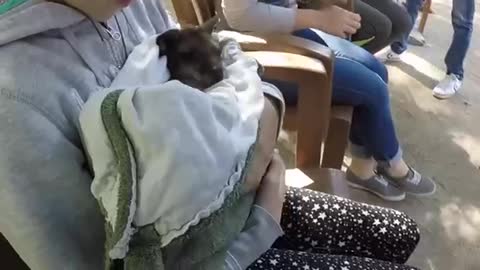 Little girl preciously cuddles baby wallaby