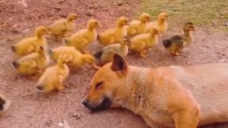 yellow dog and chicken3