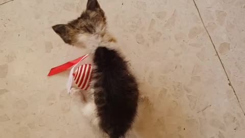 Just a Small Kitten Loves ur New Toy