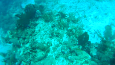 Cancun Mexico Carribean Scuba Diving Part 9