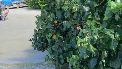 Sinta-se lá | Praia da Conceição, Bombinhas - SC