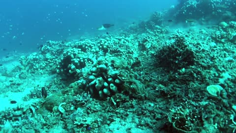 Scuba diving in the coral reef of Dauin Marine Sanctuary (no sound)