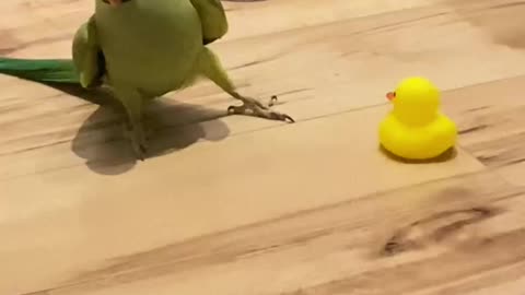 Parrot playing and dancing with duck toys