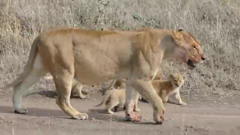 (ORIGINAL AUDIO) ADORABLE! SIX LION CUBS enjoy their first outdoor adventure