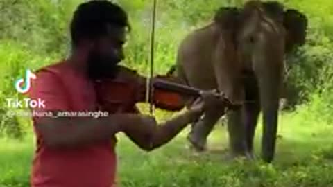 srilankan elephant