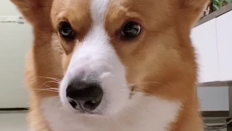 corgi