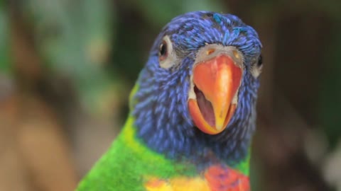 Amazing shot of a rainbow lorikeet