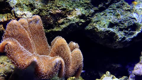 Ocean Anemone And Fishes Living Underwater With A Current