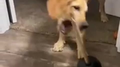 funny dog