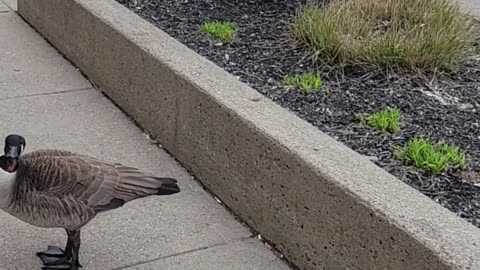 Feathered Finance Guardian: Goose Chases Man Seeking Tax Help