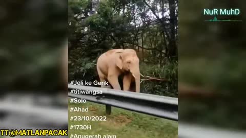 VIRAL, GAJAH BESAR GRIK-JELI HENTAM KERETA