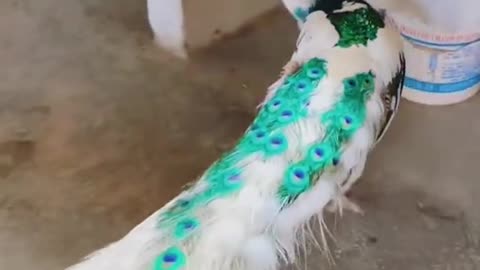 whitepeacock