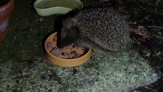 Hedgehog feeding time uk